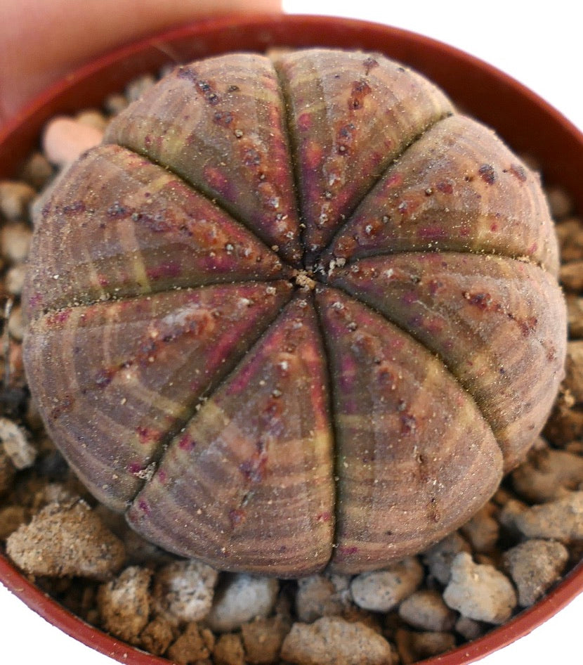 Euphorbia obesa BROWN-RED 110X