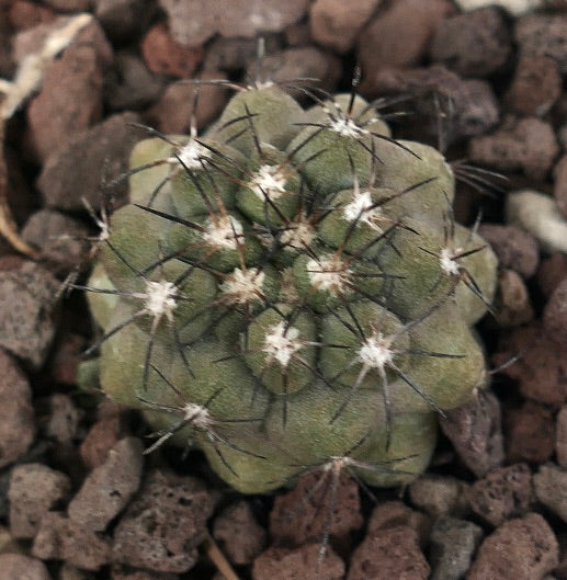 Copiapoa cinerea X humilis 13551