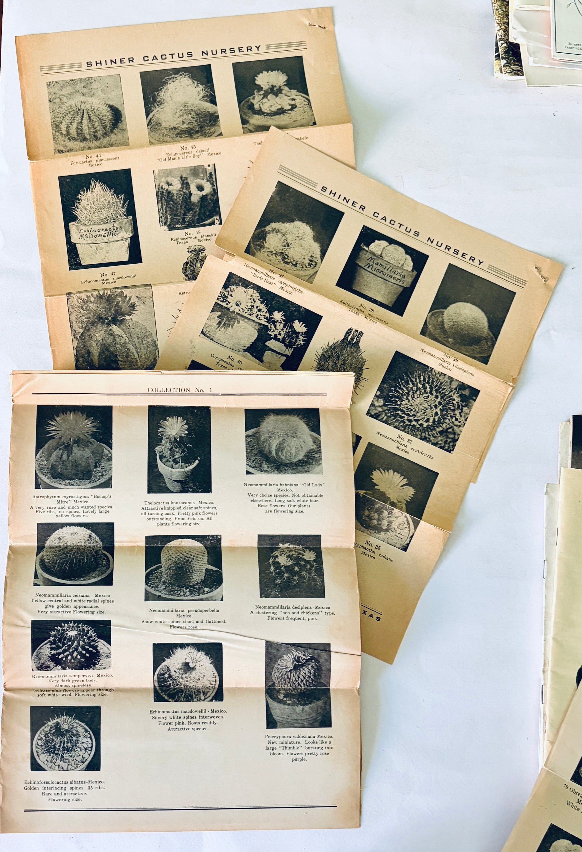 KATALOG VINTAGE PFLANZEN | TEXAS KAKTUS ZÜCHTER
