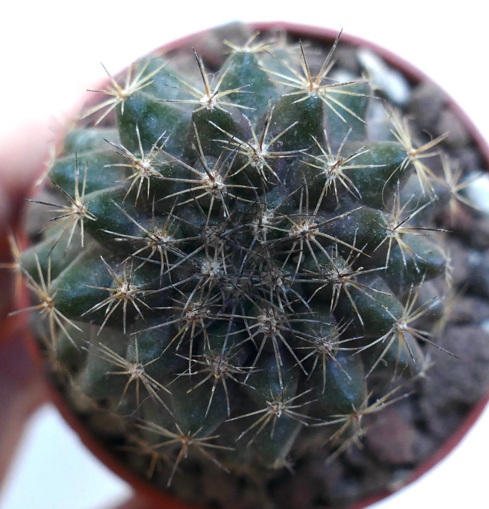 Copiapoa tenuissima WE323