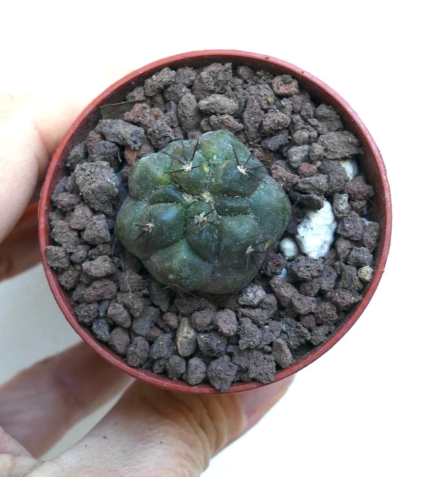 Copiapoa cinerea x hypogaea Q26M