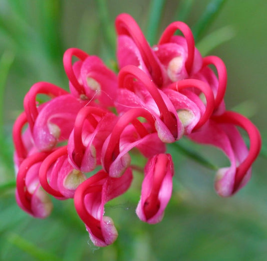 Grevillea juniperina 40-70cm