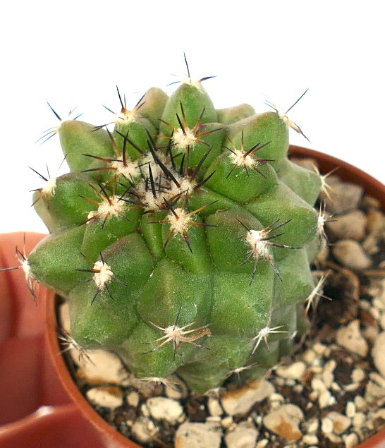 Copiapoa cinerea GREEN X cupreata A04