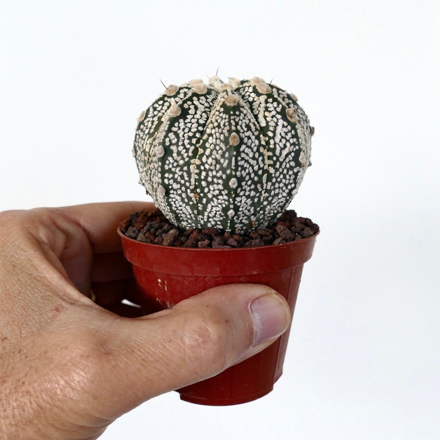 Astrophytum cv ONZUKA x SUPERKABUTO SS2