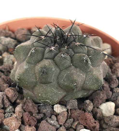 Copiapoa cinerea RS9Z