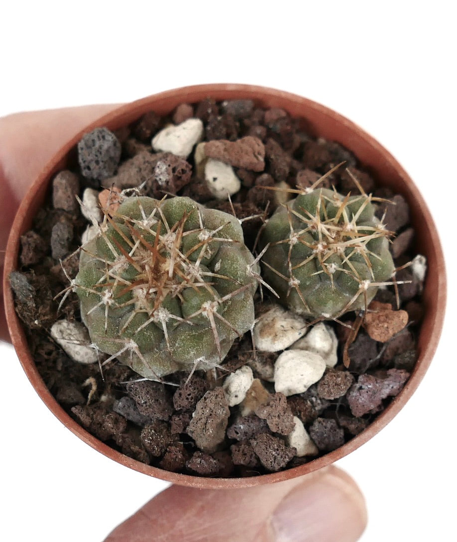 Copiapoa serpentisulcata (2 seedlings) K37