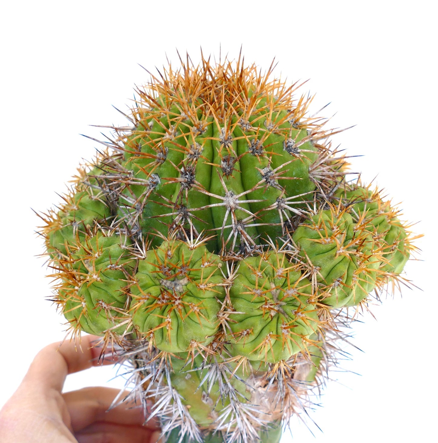 Copiapoa goldii (GRAFTED)