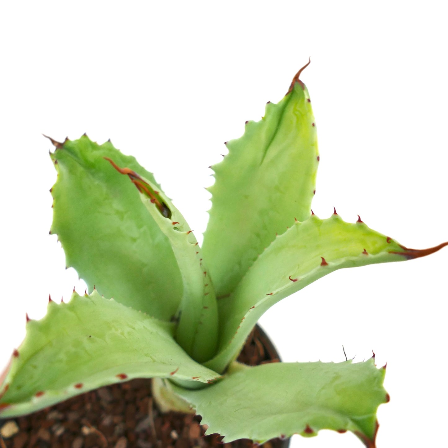 Agave eborispina x marmorata MONSTRUOSUS (Mr. Corsi) HYBRID WR731