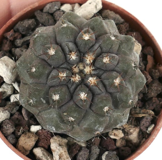 Copiapoa serpentisulcata X Copiapoa columna-alba 35N