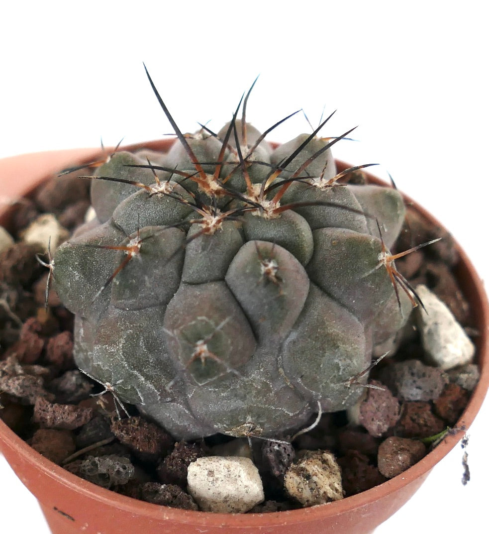 Copiapoa cinerea X Copiapoa serpentisulcata V14