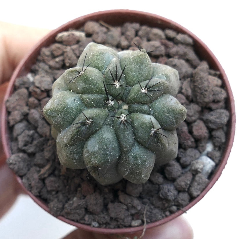 Copiapoa cinerea NUDA X Copiapoa hypogaea SAB9