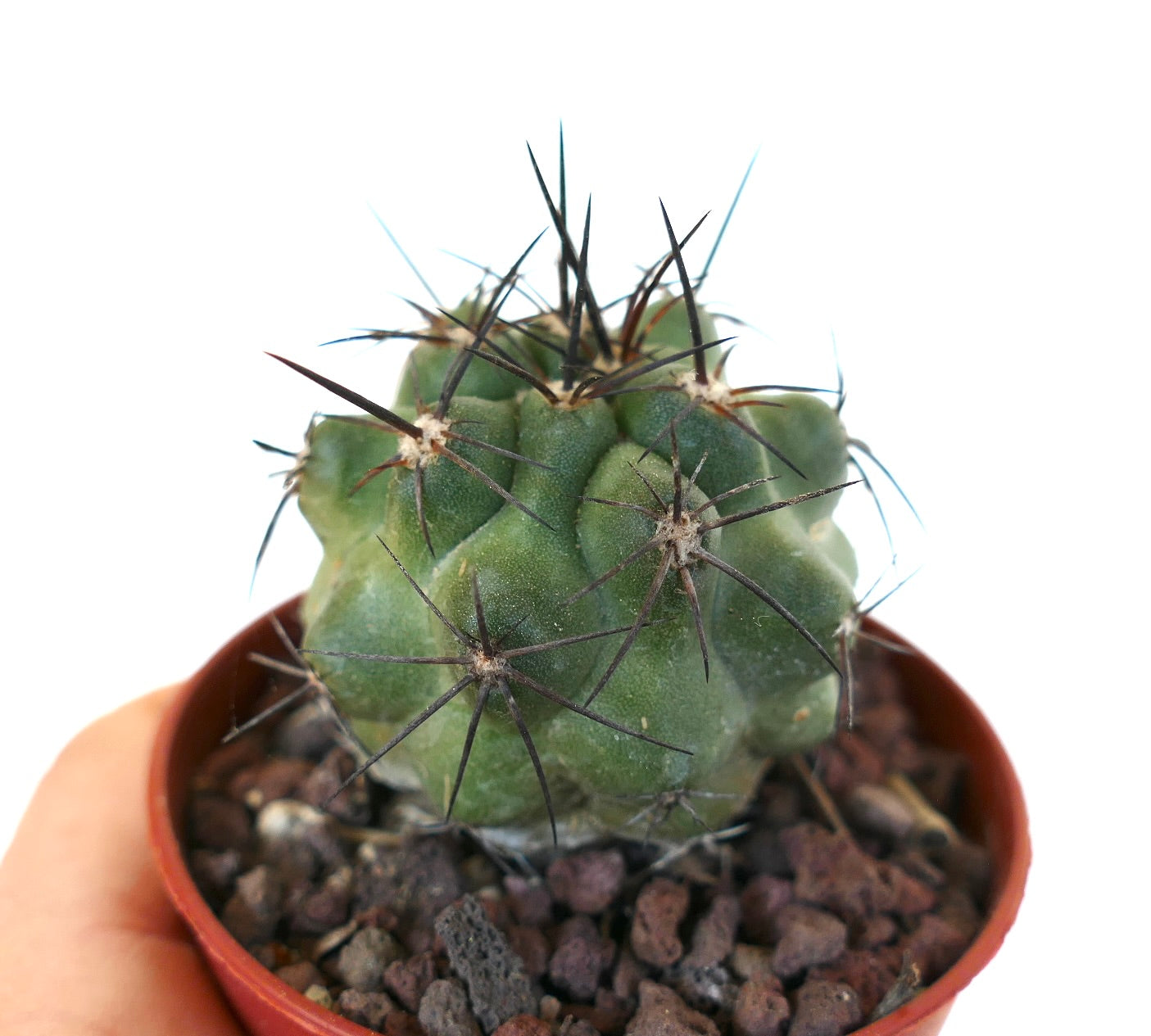 Copiapoa cinerea x atacamensis A3