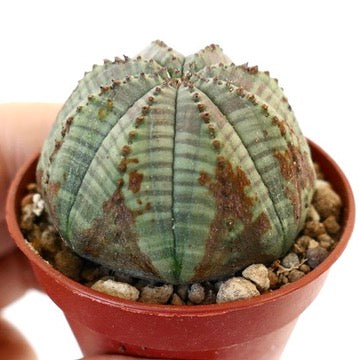 Euphorbia obesa MIX3