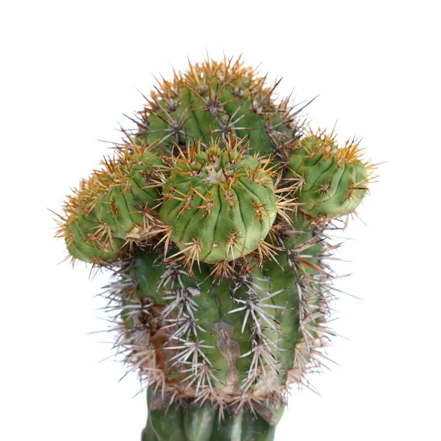 Copiapoa goldii (GRAFTED)