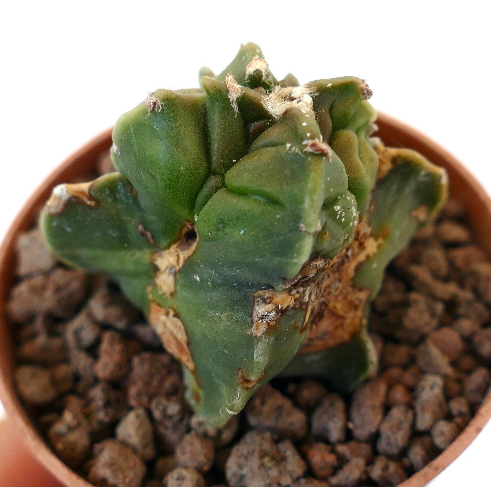 Astrophytum myriostigma raro cactus succulento con creste irregolari e texture ruvida in vaso