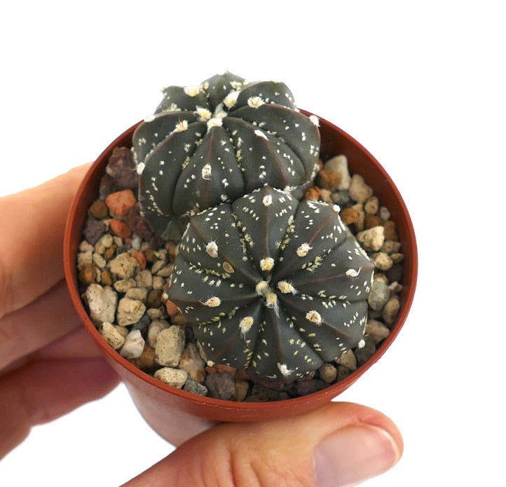 Astrophytum cv OIBBO x SUPERKABUTO x capricorne 173