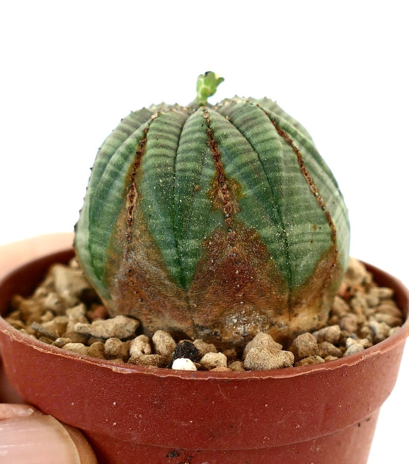 Euphorbia obesa 9E7-1018