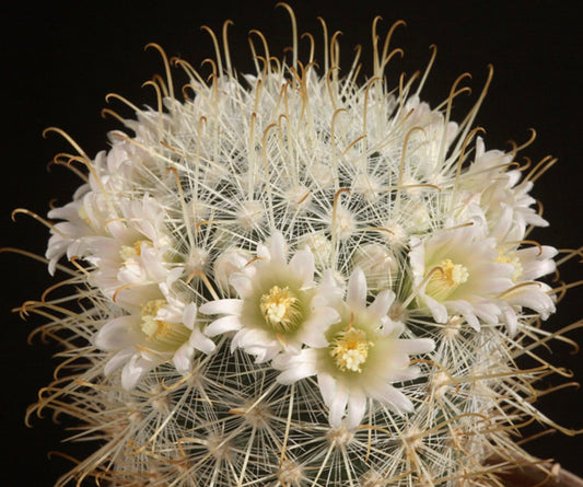 Mammillaria cowperae SEEDS