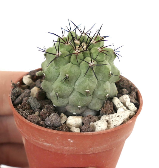 Copiapoa cinerea KIKKO GREEN 273