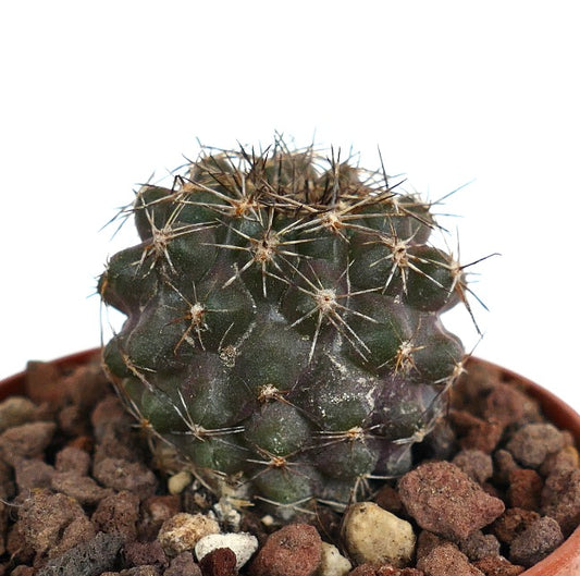 Copiapoa dura X cinerea VER14