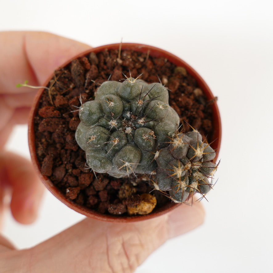 Copiapoa cinerea X hypogaea (branched) 005