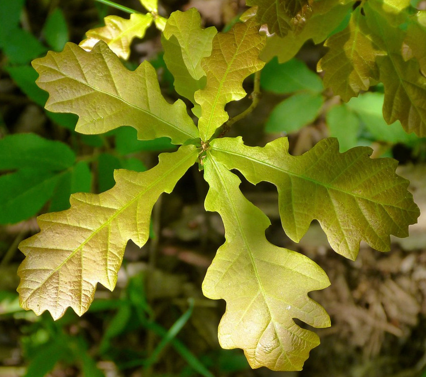 Quercus cerris