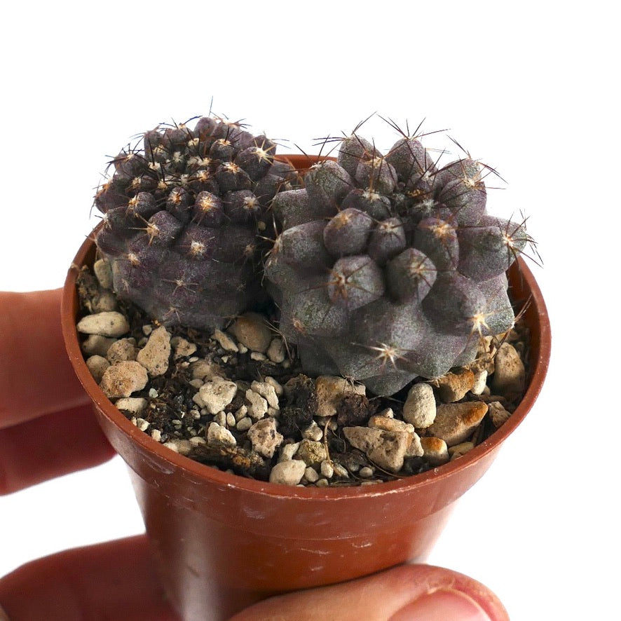 Copiapoa humilis (2 seedlings) 85