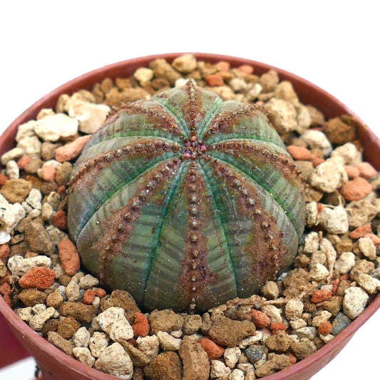 Euphorbia obesa BROWN LINES & MARKS