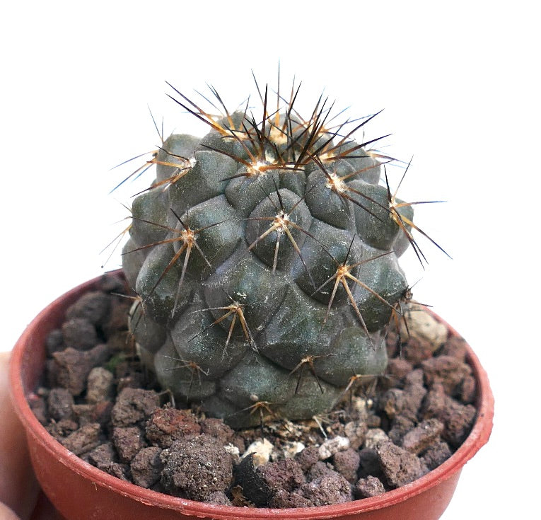 Copiapoa cinerea GREY X haseltoniana PMS1