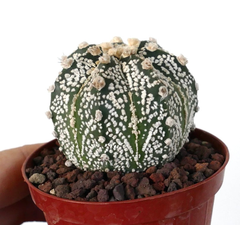 Astrophytum cv ONZUKA x SUPERKABUTO A84