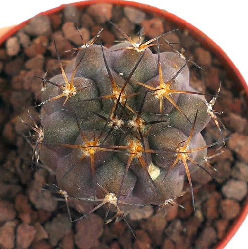 Copiapoa cinerea X Copiapoa goldii MES94