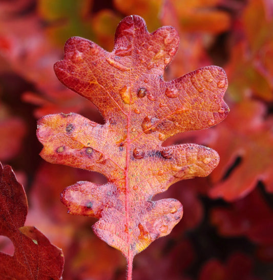 Quercus garryana (Vancouver island)