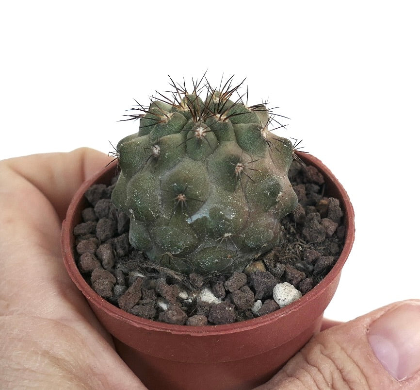 Copiapoa cinerea X Copiapoa desertorum HOS49