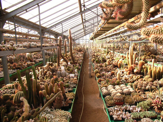 خليط بذور صبار نباتات عصارية مع سيقان خضراء متنوعة ذات أشواك وأضلاع في صواني الدفيئة