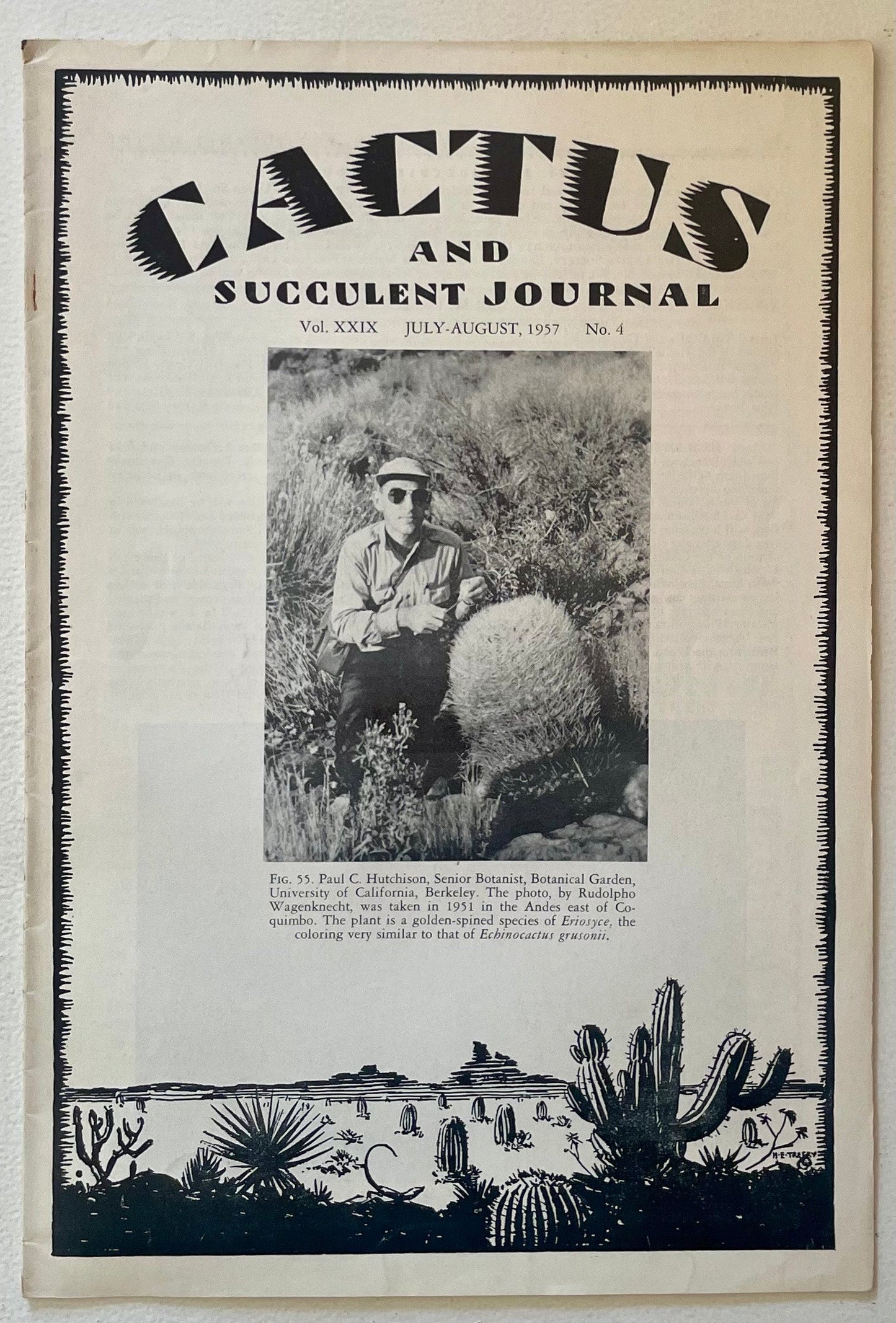 Eriosyce-kaktus med tette, gullfargede pigger i naturlig steinete ørkenhabitat