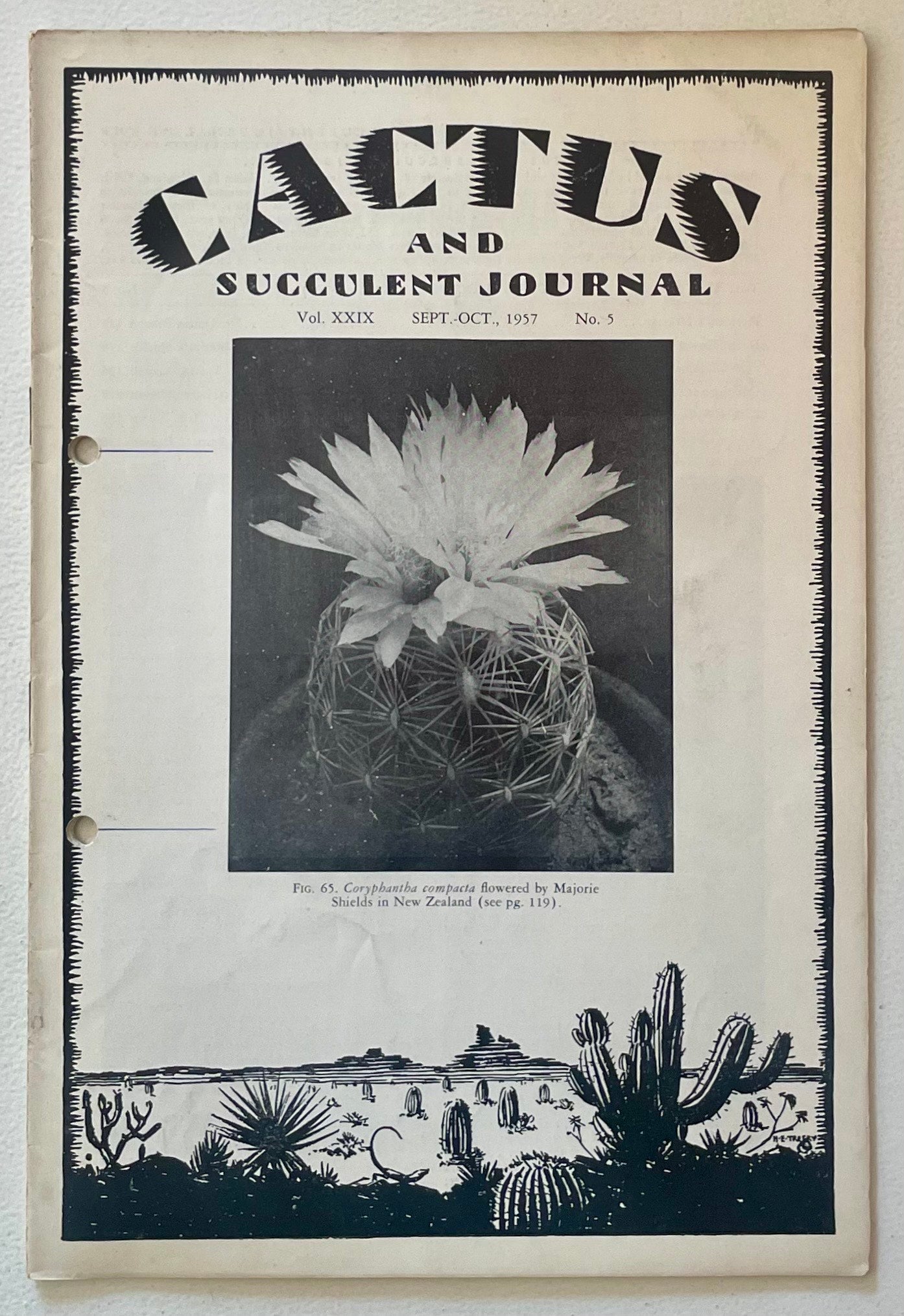 Coryphantha compacta liten rund kaktus med tette torner og stor blomstrende blomst