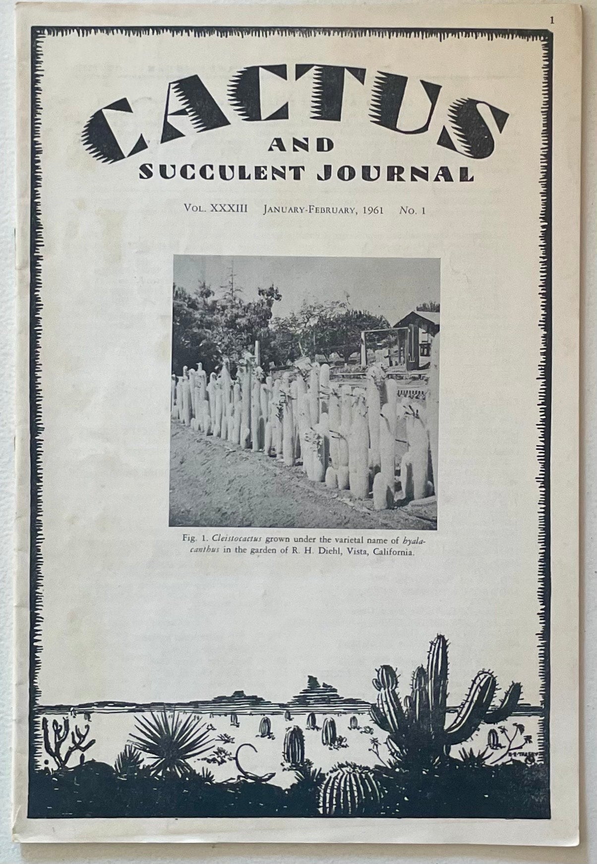 Cleistocactus hyalacanthus høy søyleaktig kaktus med tette torner i hageomgivelse