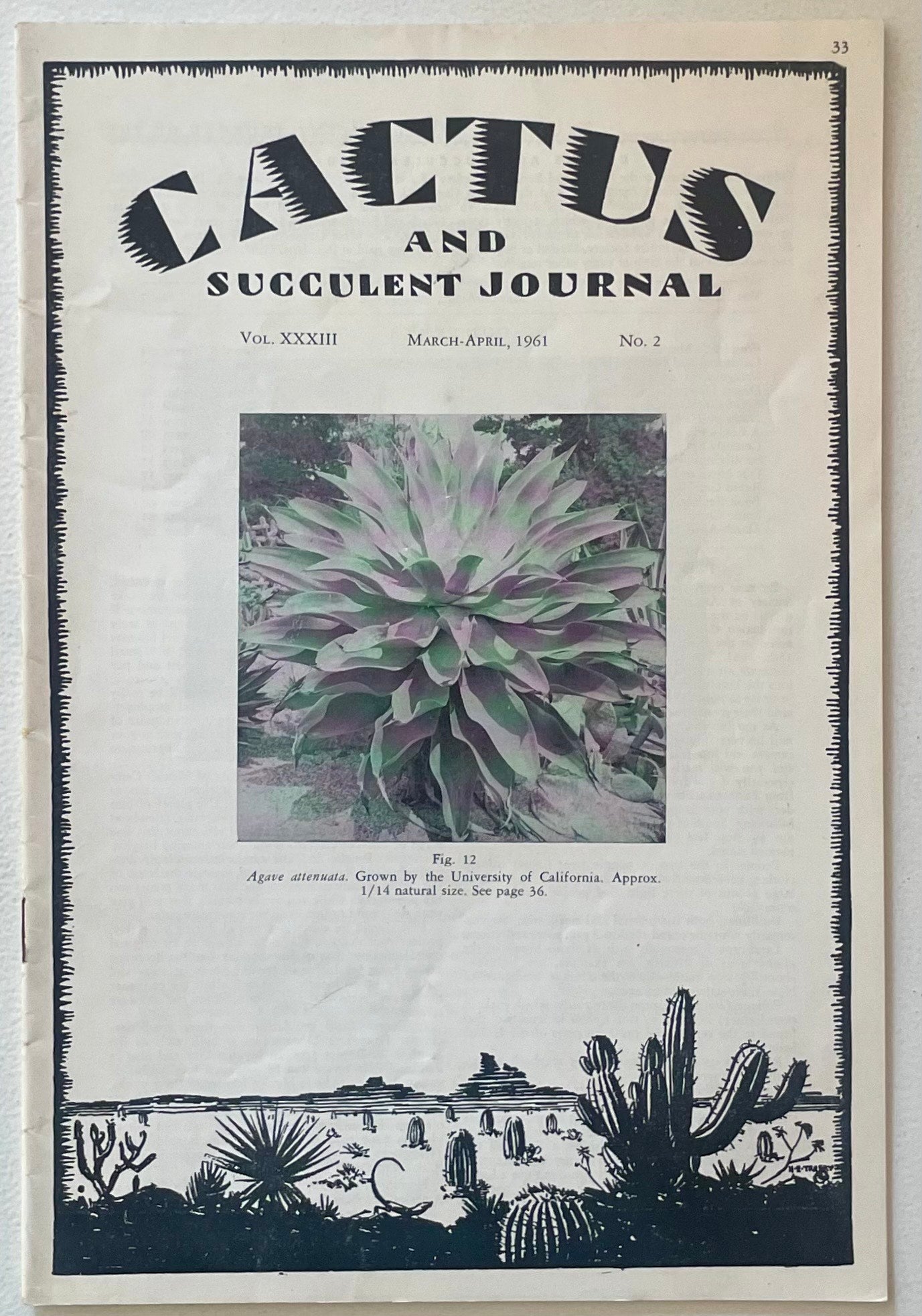 Agave attenuata sukkulent med brede, glatte, grønne blader som danner en tett rosett