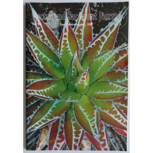 Agave succulent with green and reddish leaves featuring white serrated edges and spines