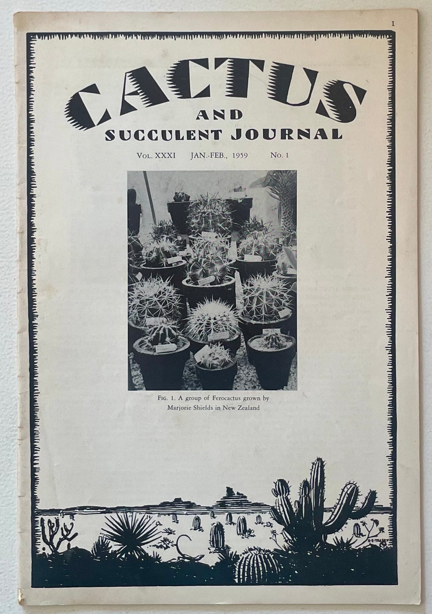 Ferocactus sukkulent kaktus med fremtredende pigger i små svarte potter samling