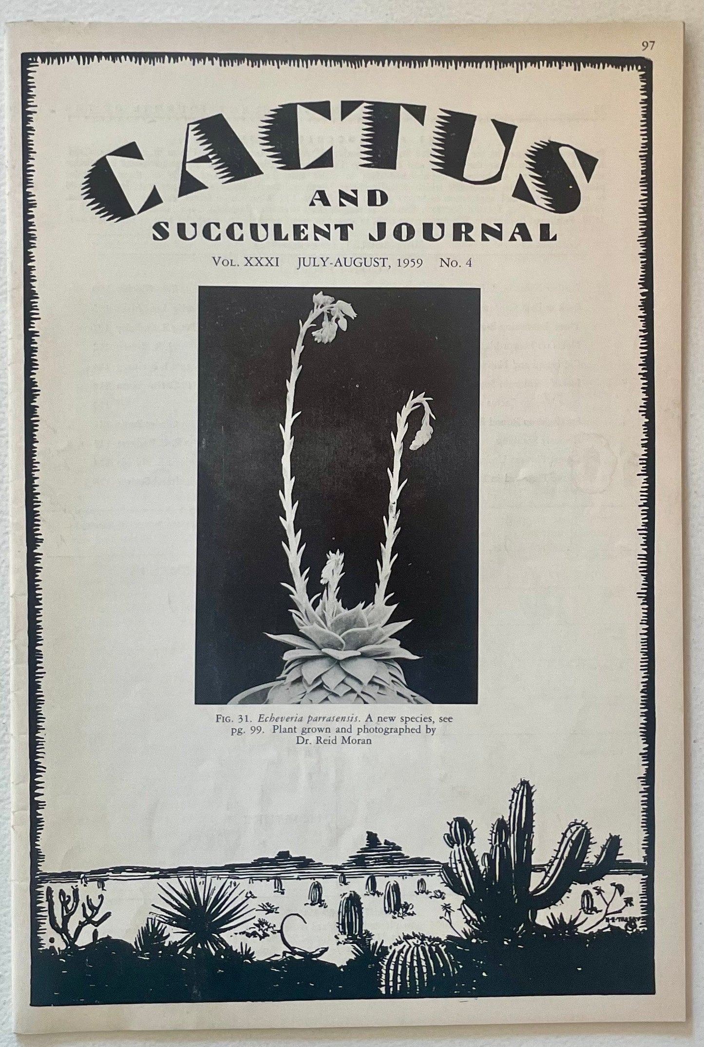 Echeveria parrasensis succulent with rosette leaves and tall flowering stalks