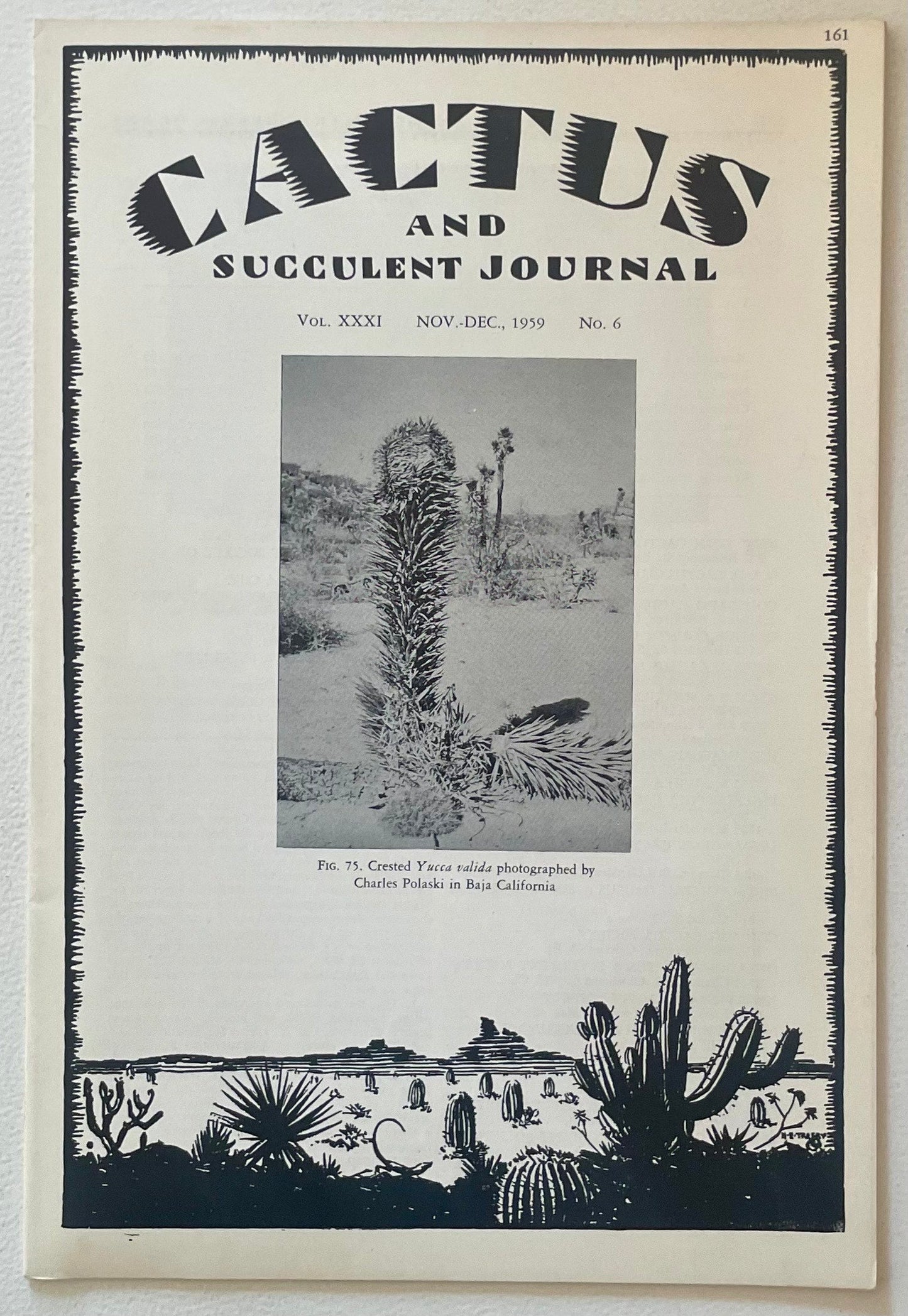 Crested Yucca valida with dense spiky leaves in arid desert landscape