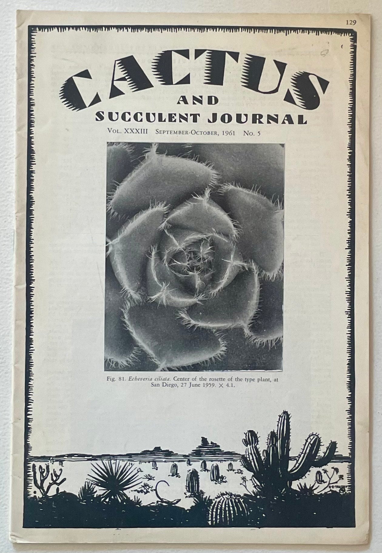 Rosette succulente Echeveria ciliata avec bords de feuilles duveteux et poils denses