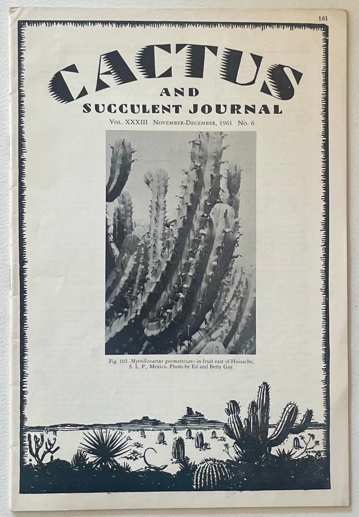 Myrtillocactus geometrizans høy sukkulent kaktus med ribbede stengler og markante pigger