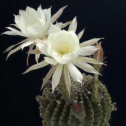 Echinopsis ancistrophora SEEDS