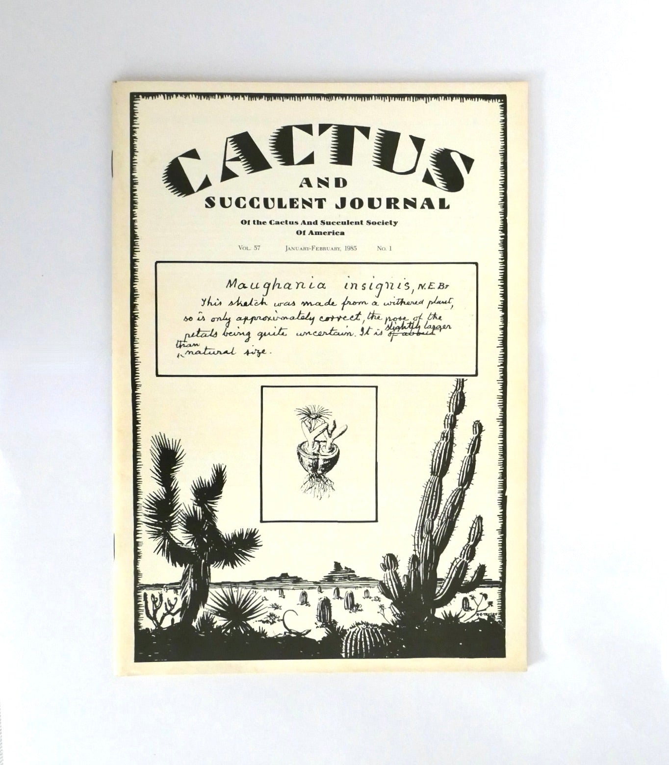 Maughania insignis sjelden saftig kaktusskisse med detaljerte pigger og stilker