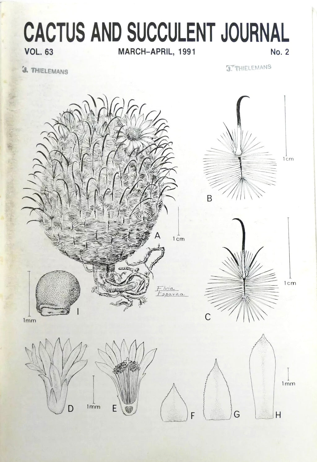 Ingen botanisk navn i tittelen å hente ut for opprettelse av alt-tekst.