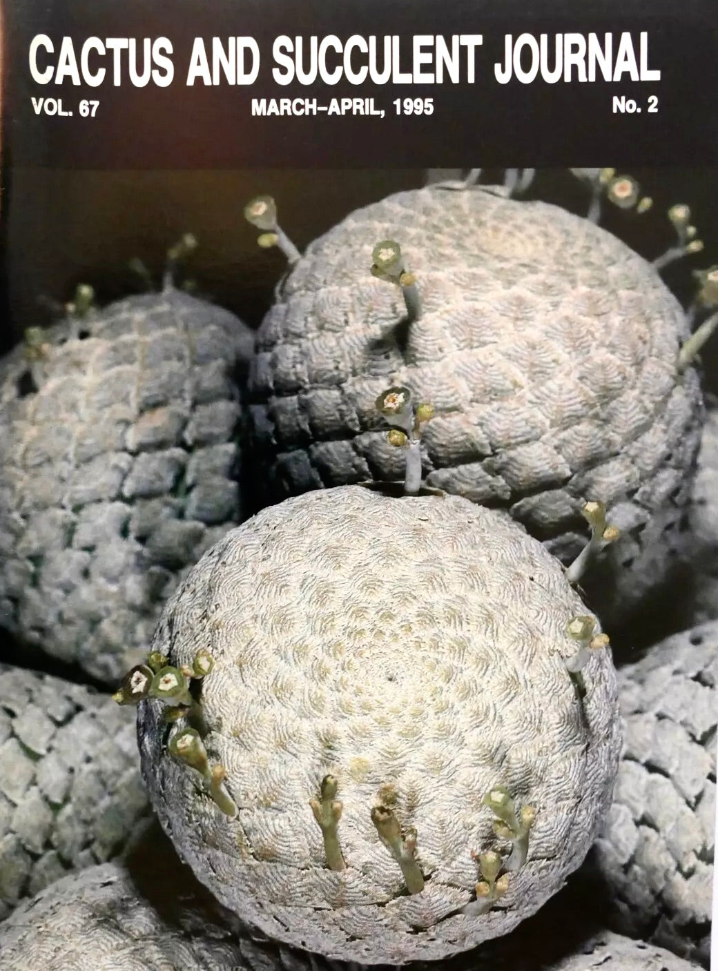 Kein botanischer Name im Titel vorhanden, der als Schlüsselwort für die Erstellung von Alt-Texten verwendet werden kann.