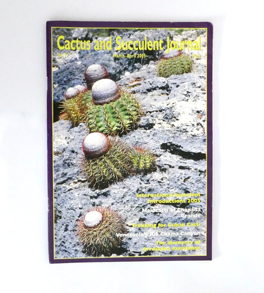 Kleine rundliche Arrojadoa marylanae Kakteen mit dichten Dornen auf felsigem Gelände