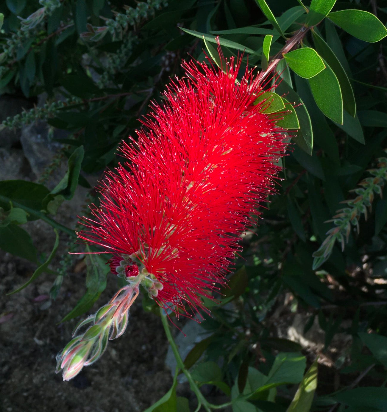 Fiore rosso brillante di Callistemon citrinus a pennello con foglie verdi alla luce naturale del sole